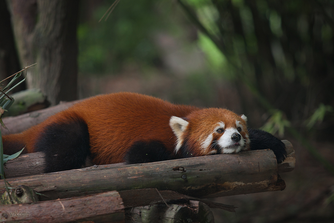 ~~~ Sad Red Panda ~~~ sad red panda Chengdu China красная панда грусть Ченду Китай vakomin