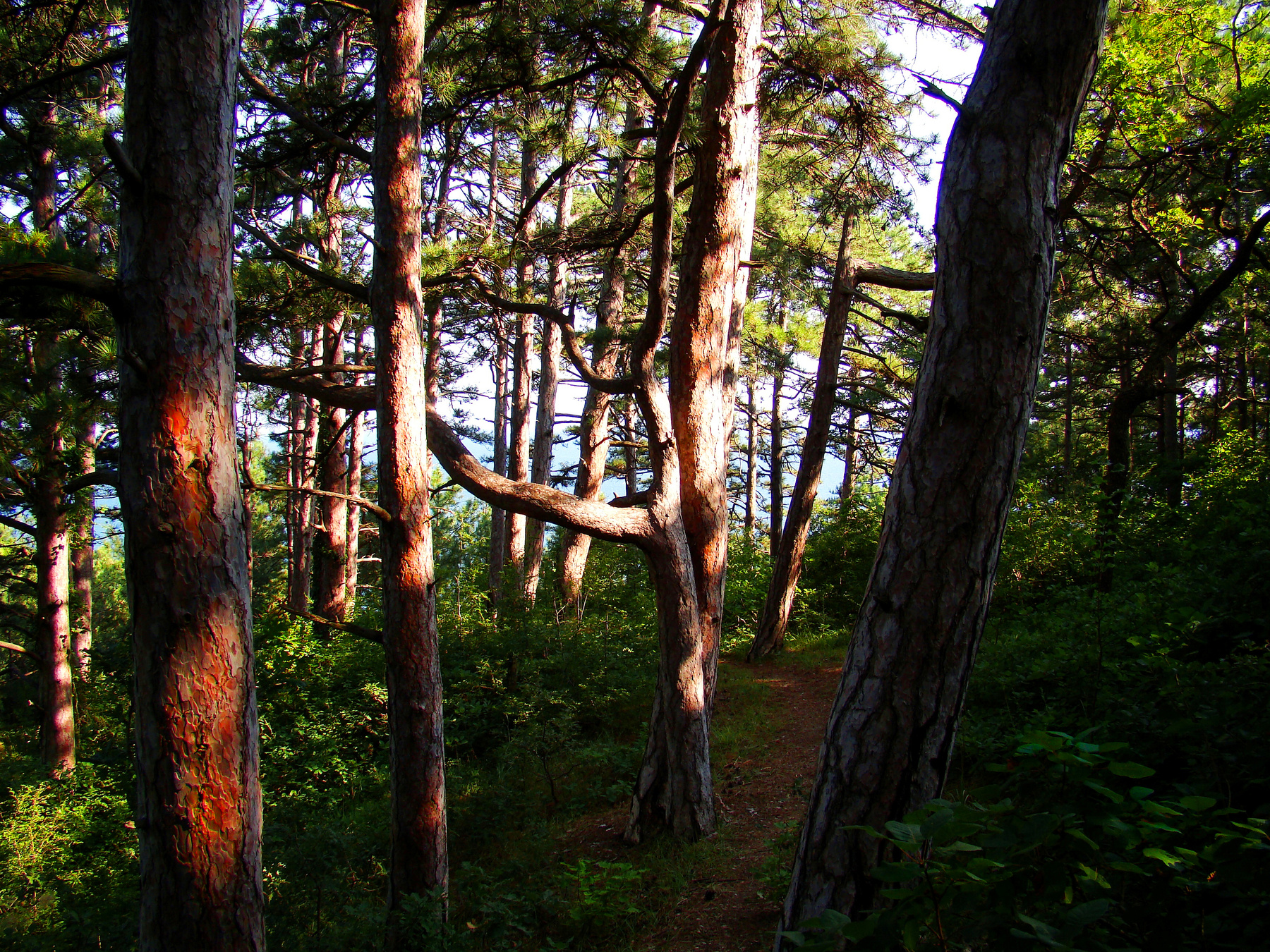 Приморский лес на исходе дня Бетта Геленджик