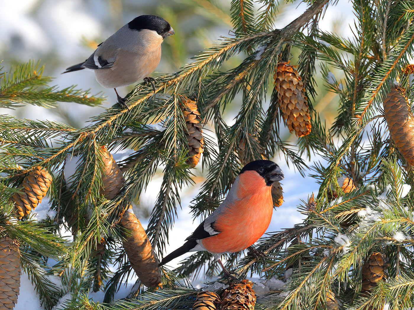 Зимним утром природа птицы фотоохота снегирь