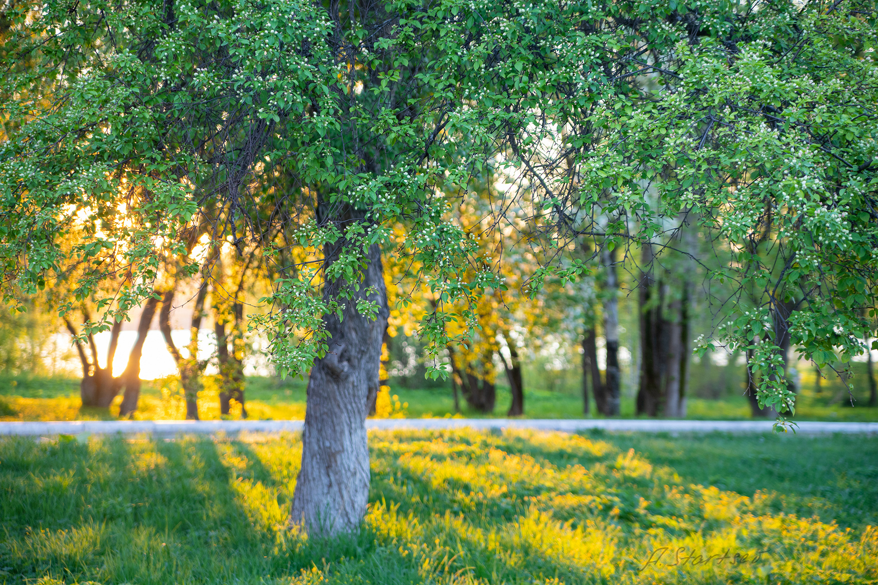 Майский вечер весна вечер дерево деревья пейзаж природа Пермский_край Лысьва солнце