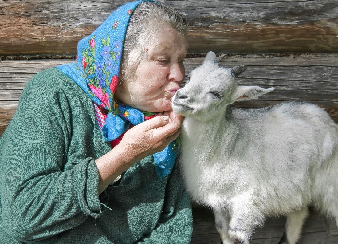 ЛЮБОВЬ ЗЛА - ПОЛЮБИШЬ И КОЗЛА... бабушка козлик забавный поцелуй деревня завалинки