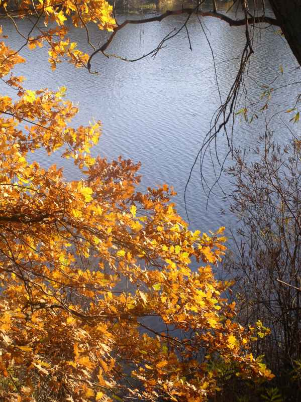 Приятна мне твоя прощальная краса... осень вода листва