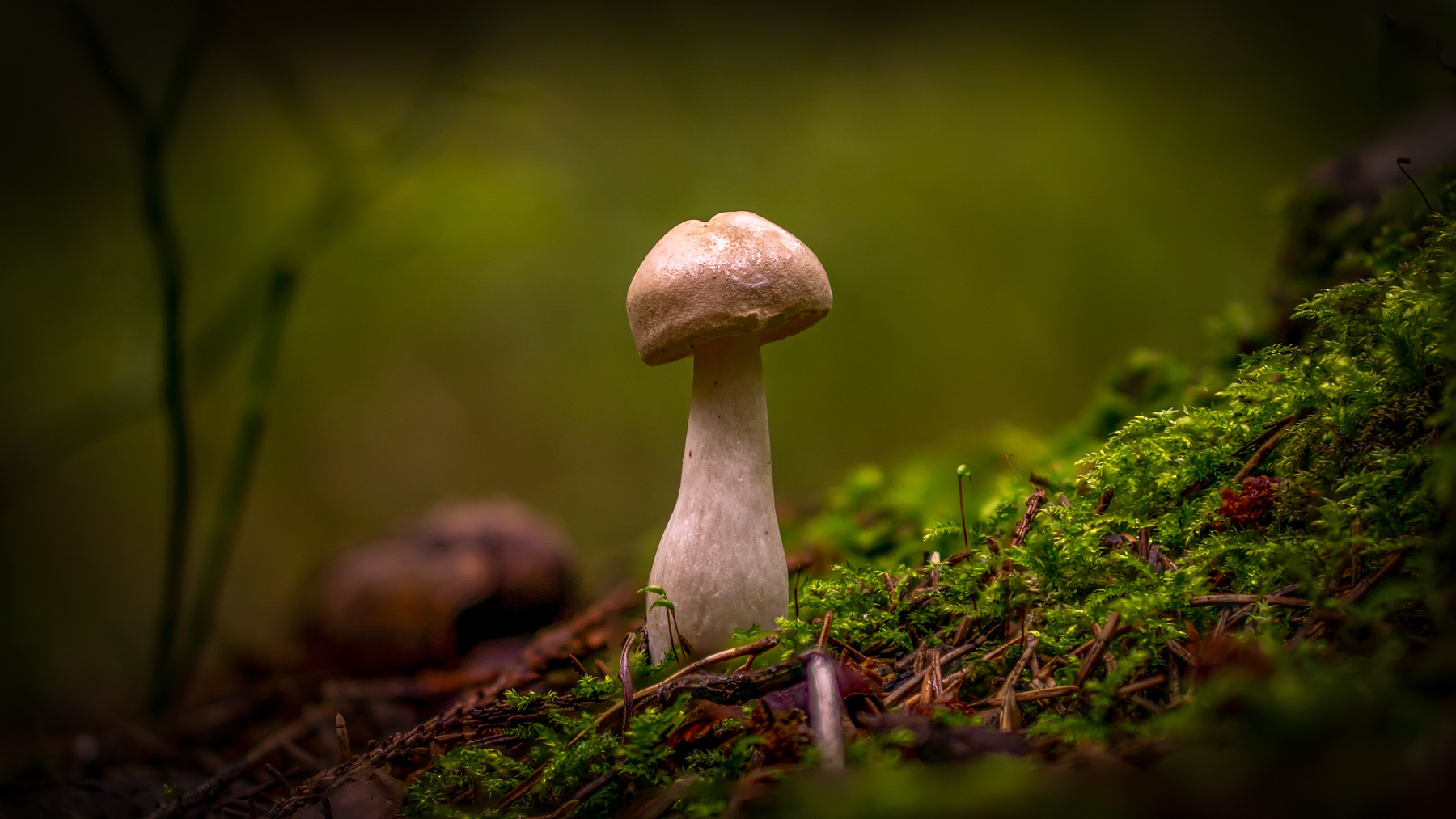 *** осень грибы лес балашиха