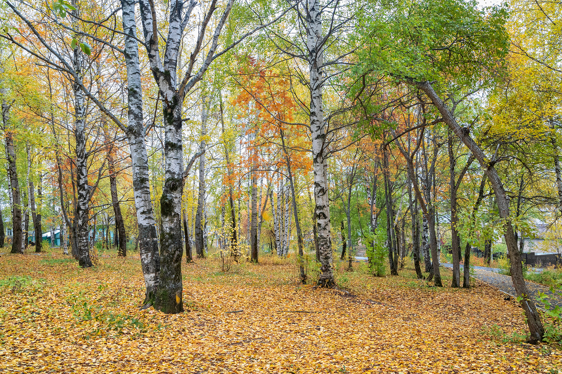 Осень в парке парк осень деревья пейзаж природа Пермский_край Лысьва