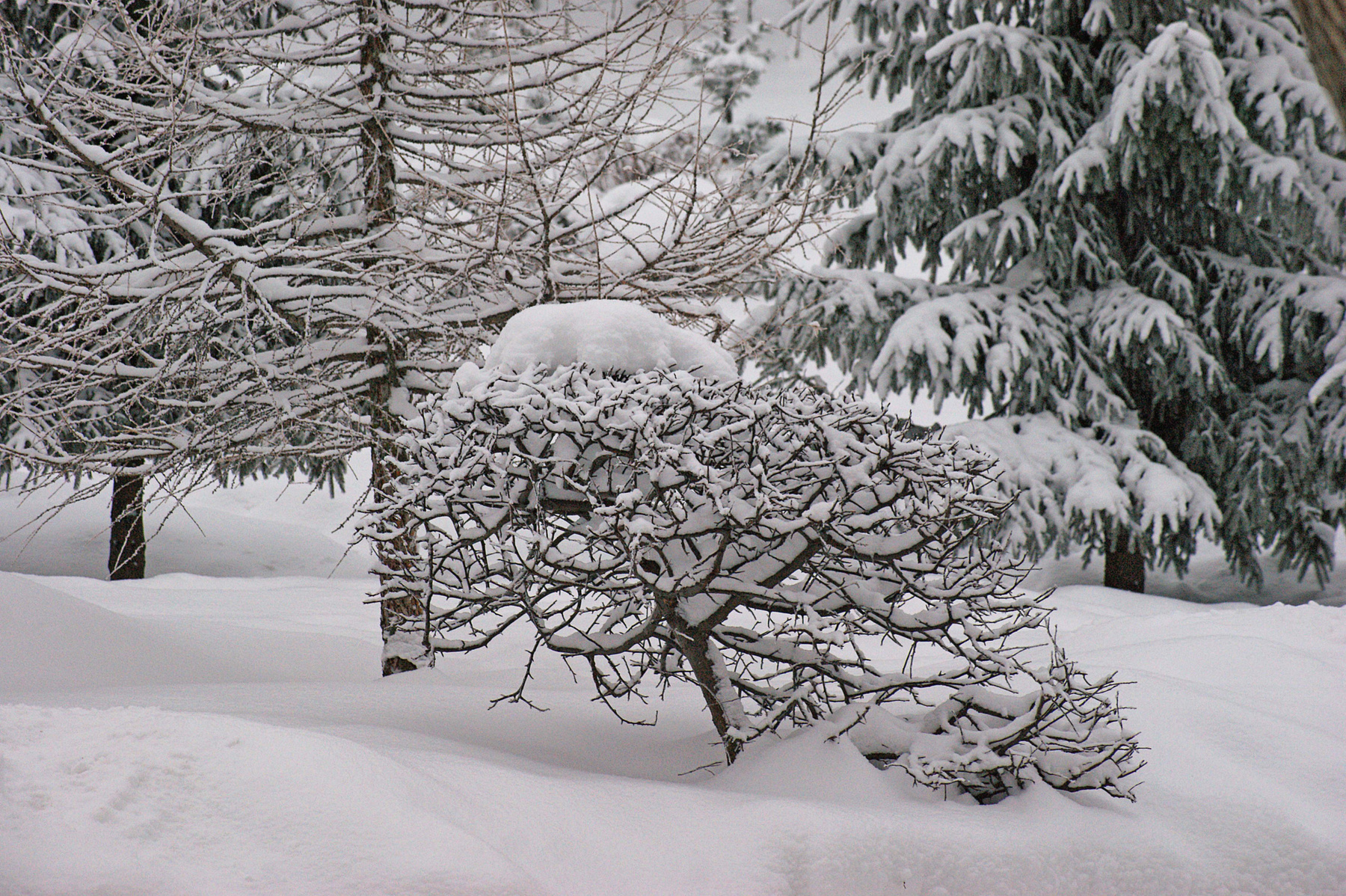 Зимний этюд зима лес снег февраль