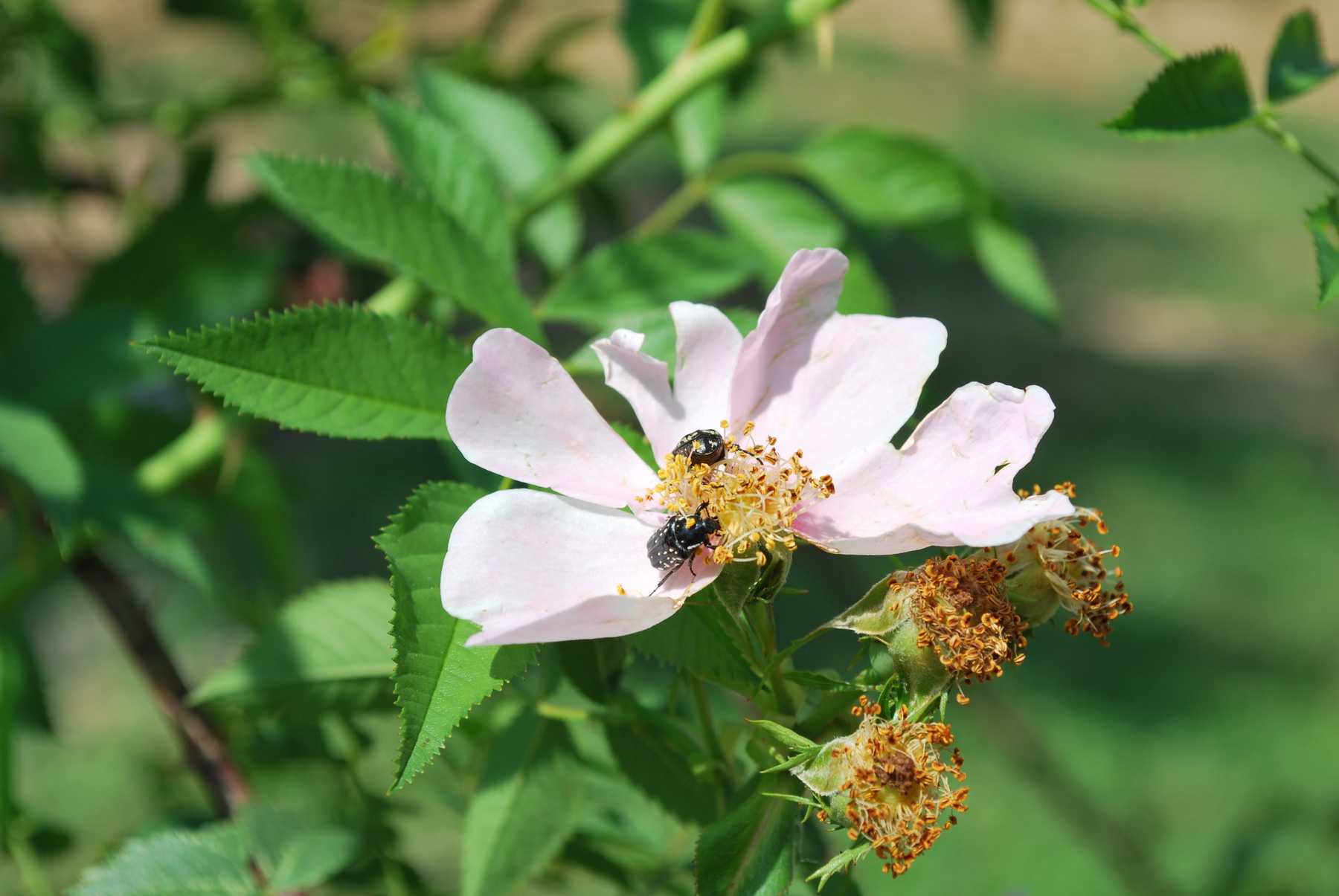 Опыление Цветы жуки природа опыление