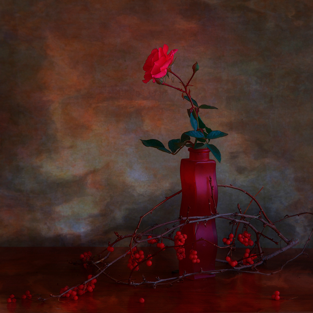 О красной розе роза
