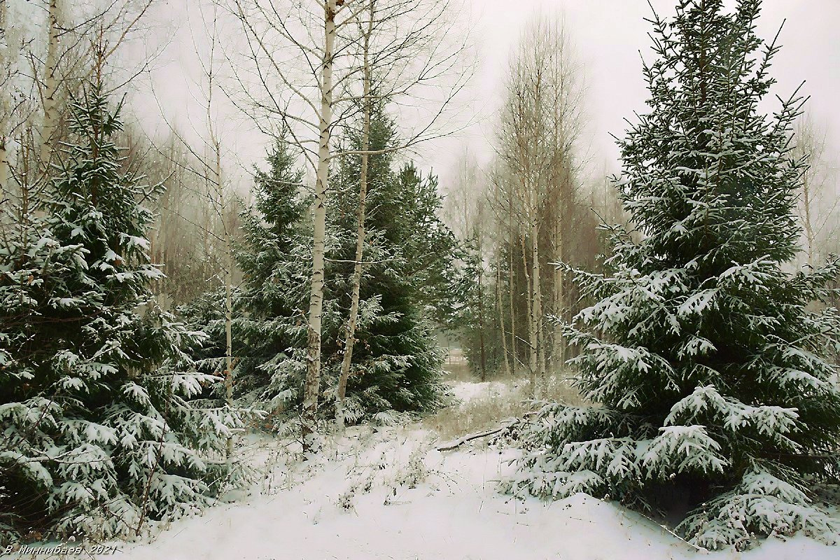 Первый снег пейзаж осень лес