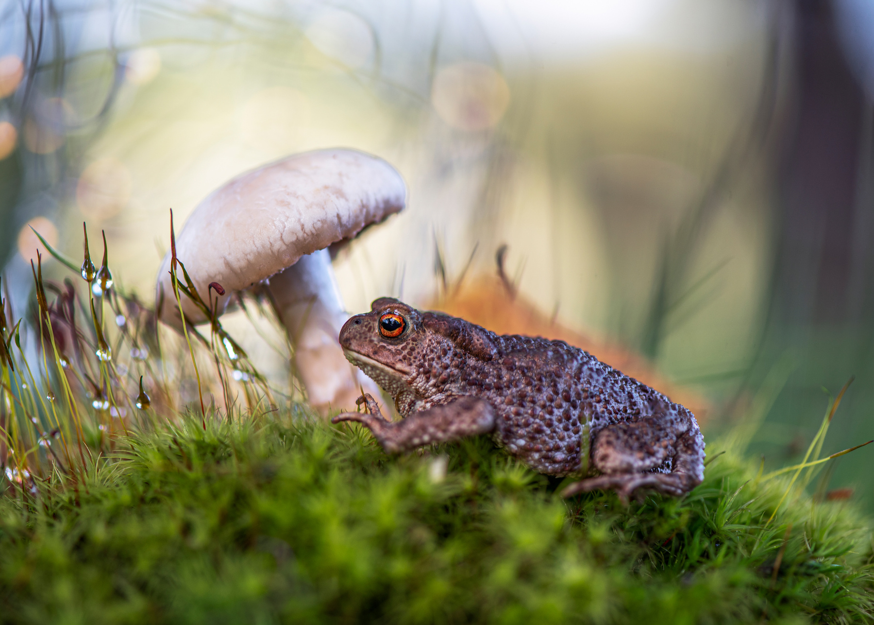 Жабка жаба лес нриб макро природа мох