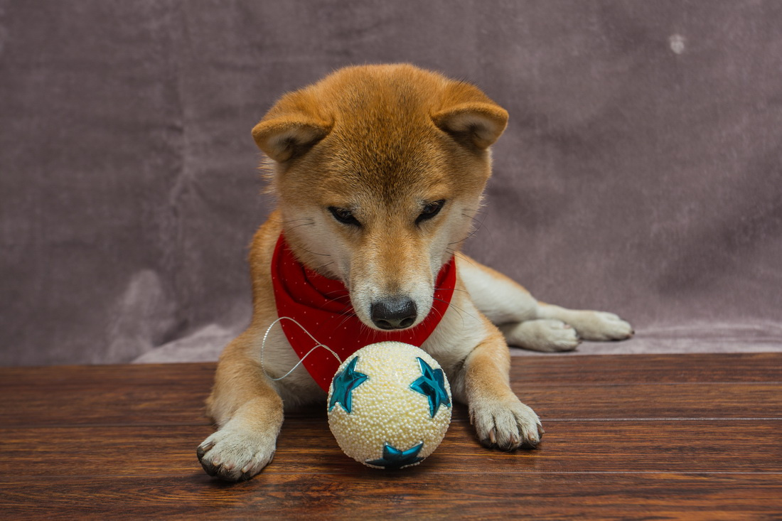 Ухты, шарик собаки Япония сиба-ину самурай шиба праздник шар украшение