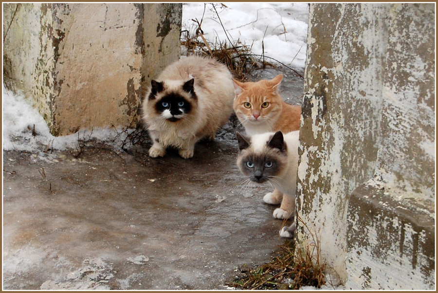 В переулке Три кота в переулке зима