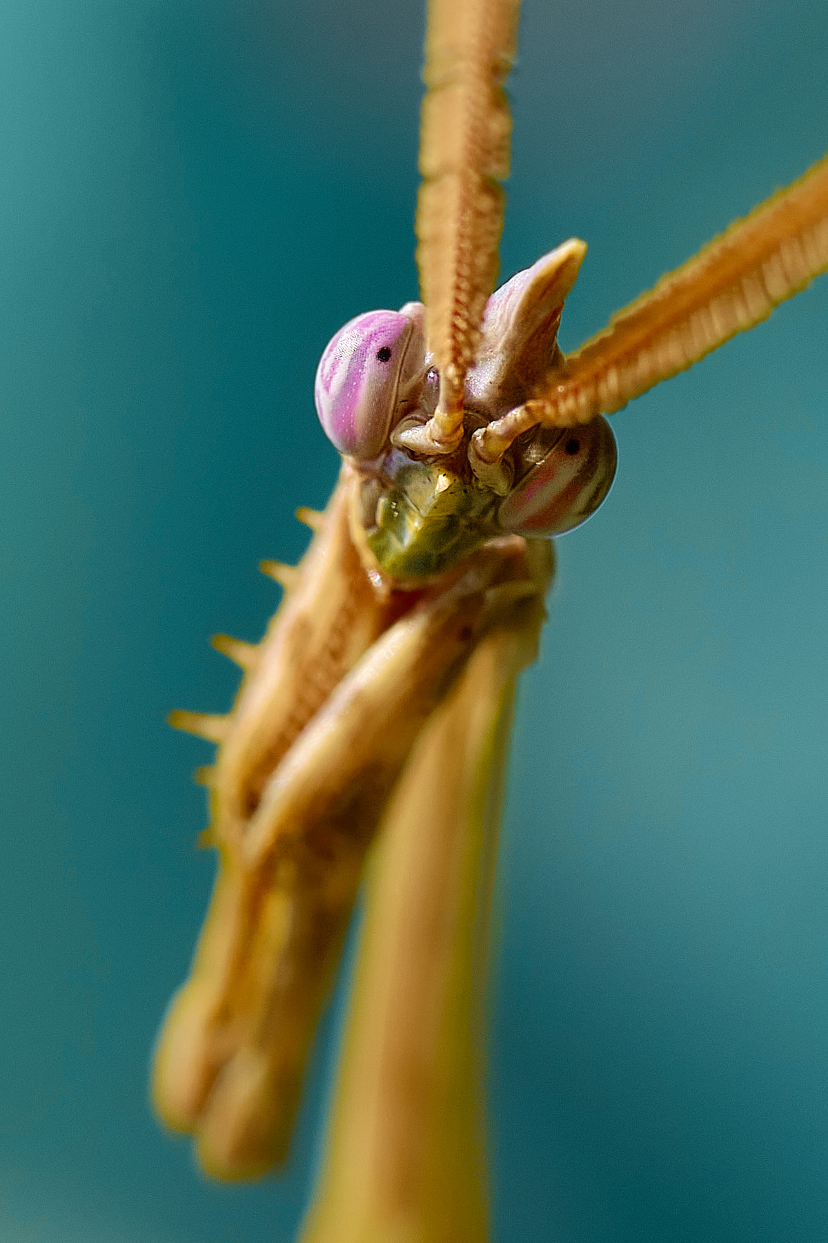 mantis mantis богомол макро