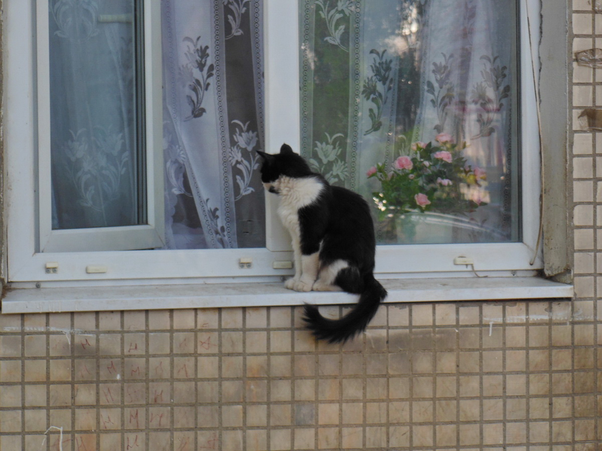 Lets me in? улица тверская область россия повседневная жизнь окно кошка кот зубцов животные город pets