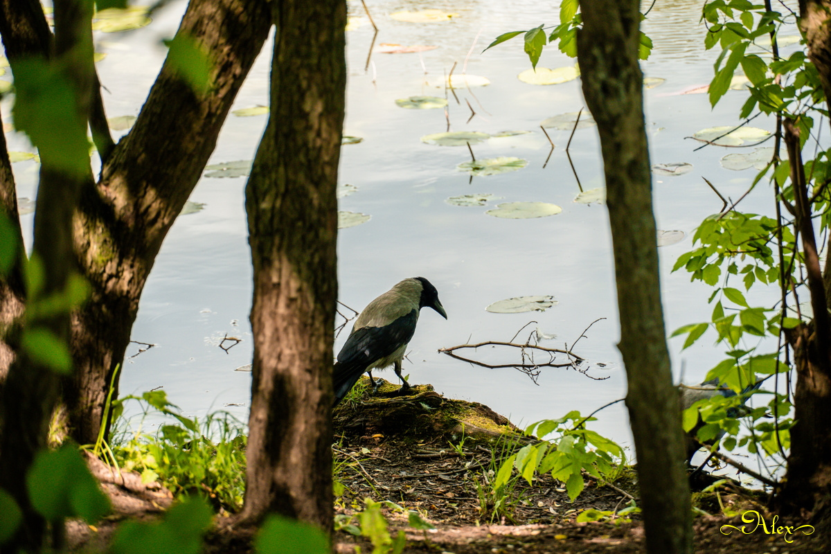 Грустная ворона ворона птица пруд природа лето