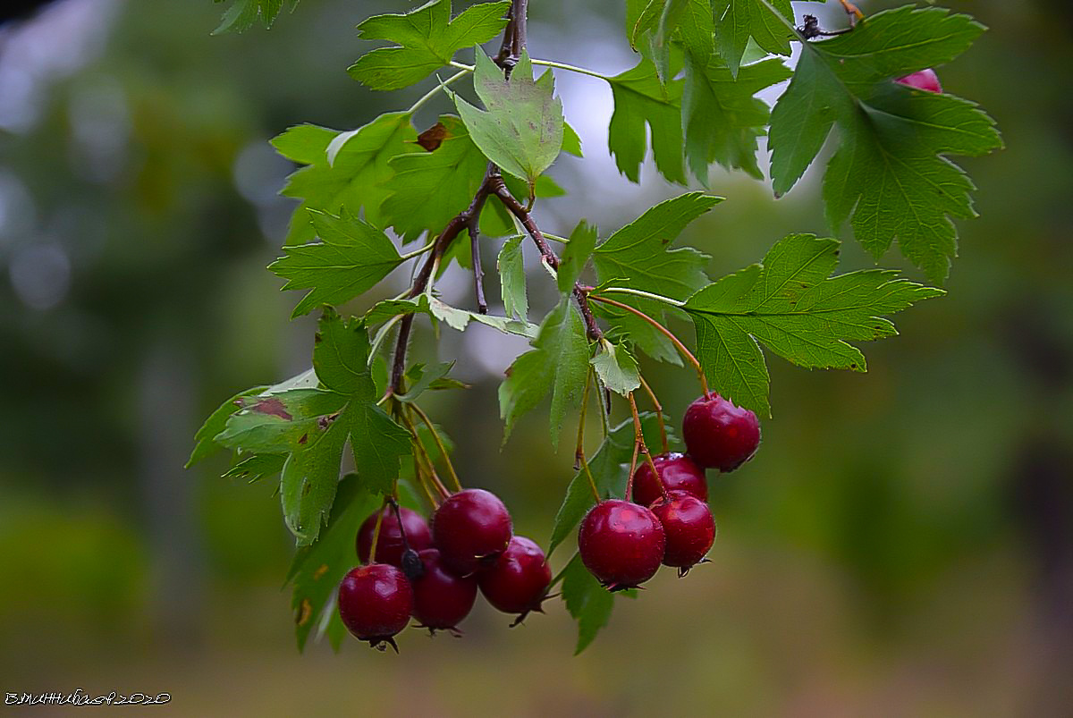 Боярышник природа лето лес боярышник ягоды