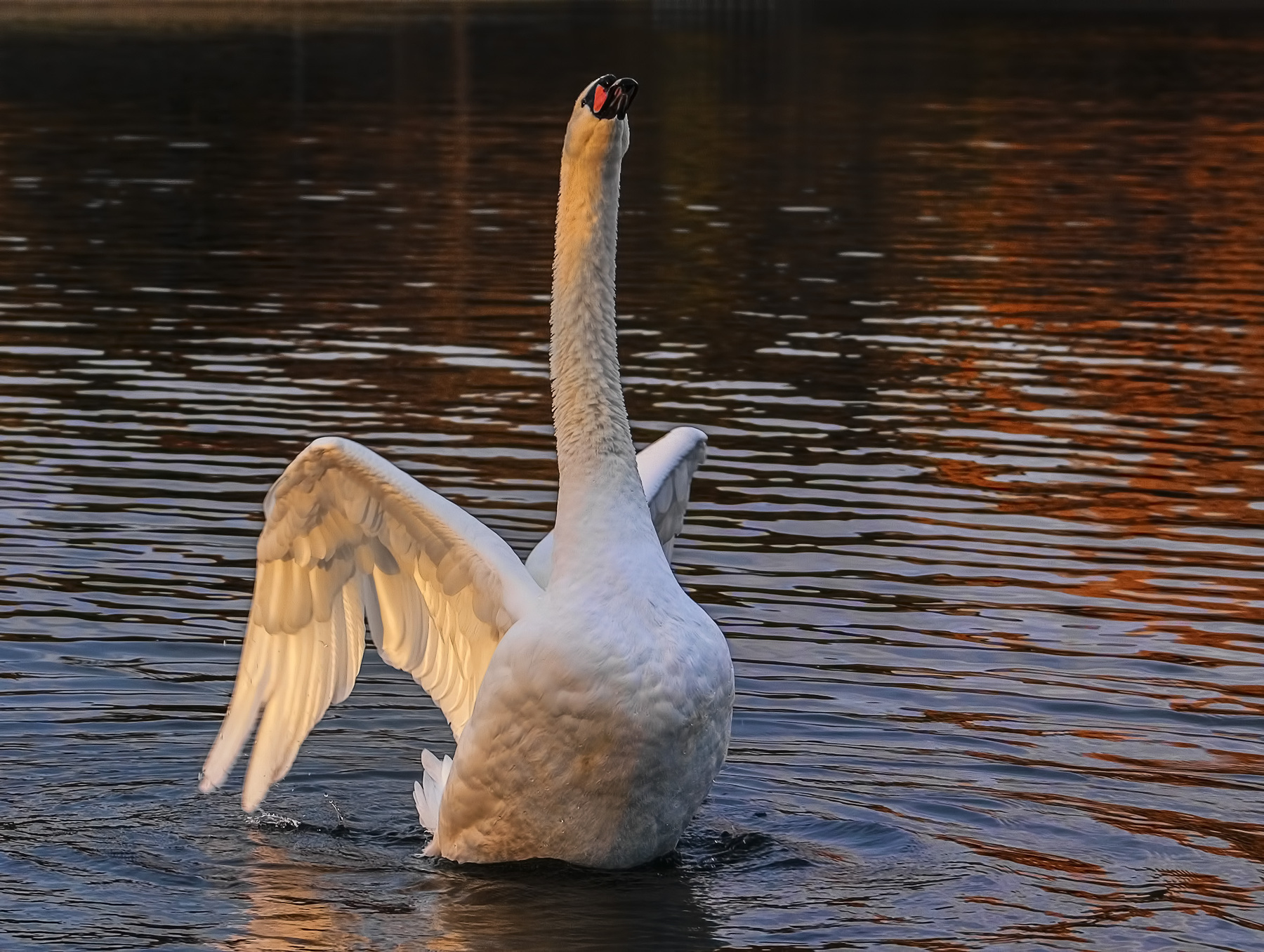 Миг блаженства кёльн природа фотоохота озеро птица лебедь
