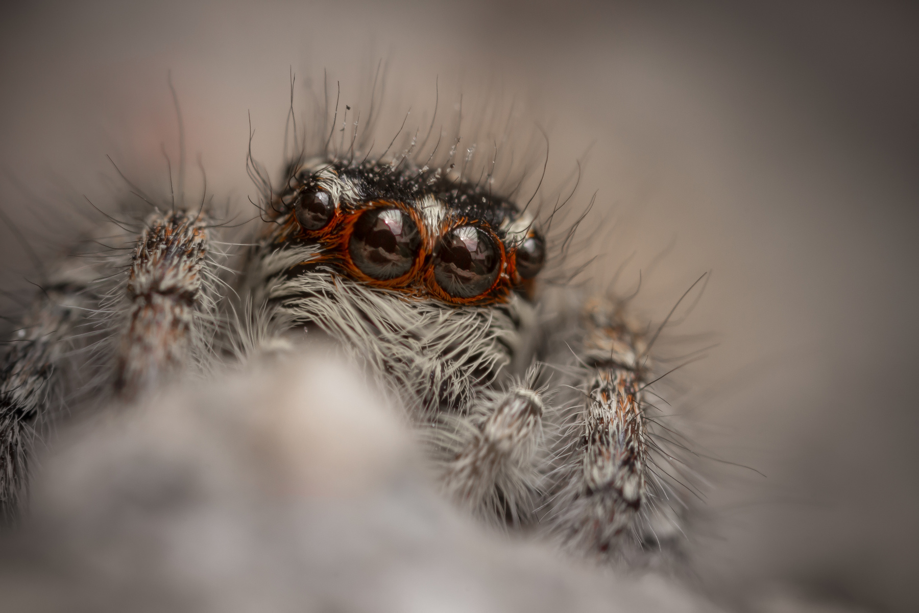 Эти глаза напротив... паук природа насекомые день макро глаза взгляд отражение