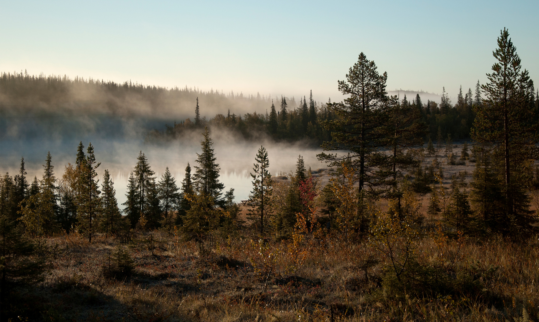 Утро у озера. Утро природа лес озеро болото туман рассвет
