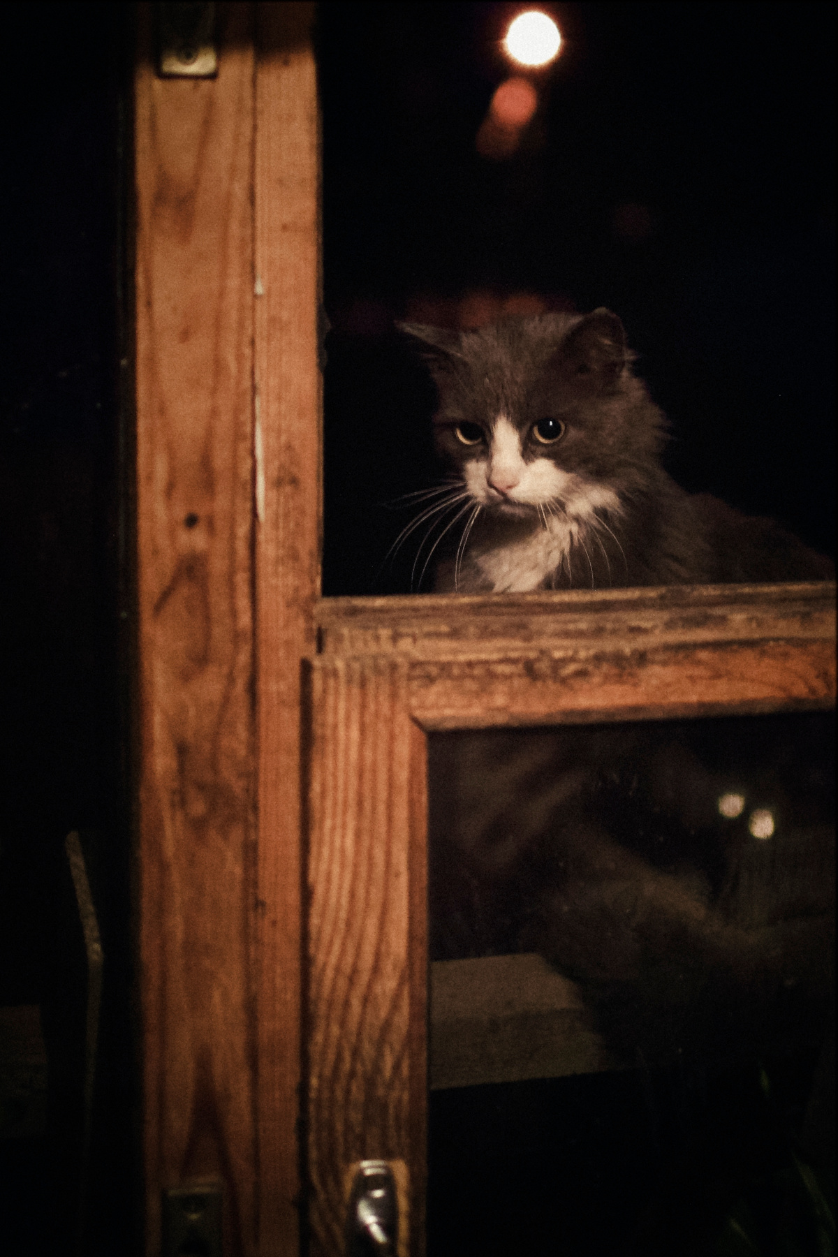 ночной гость ночь кошка взгляд окно