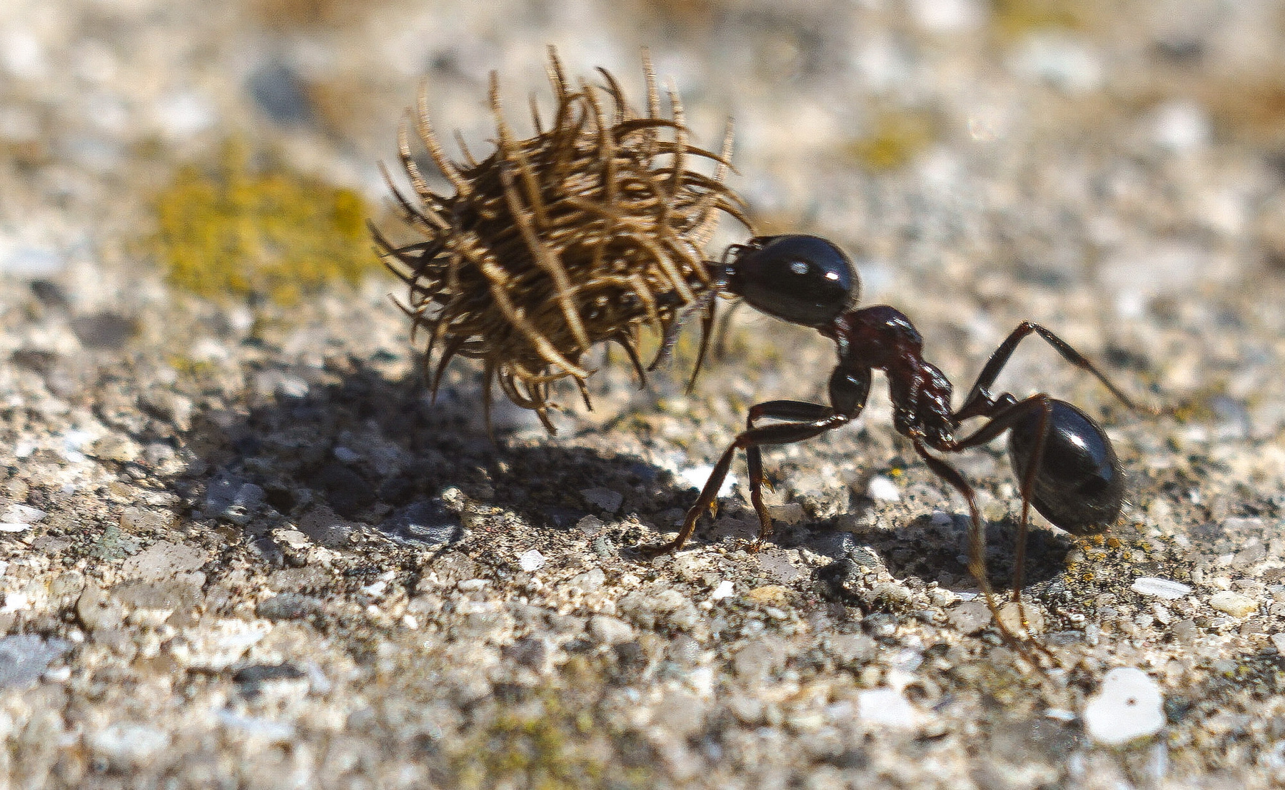 Болгарский муравей 1 