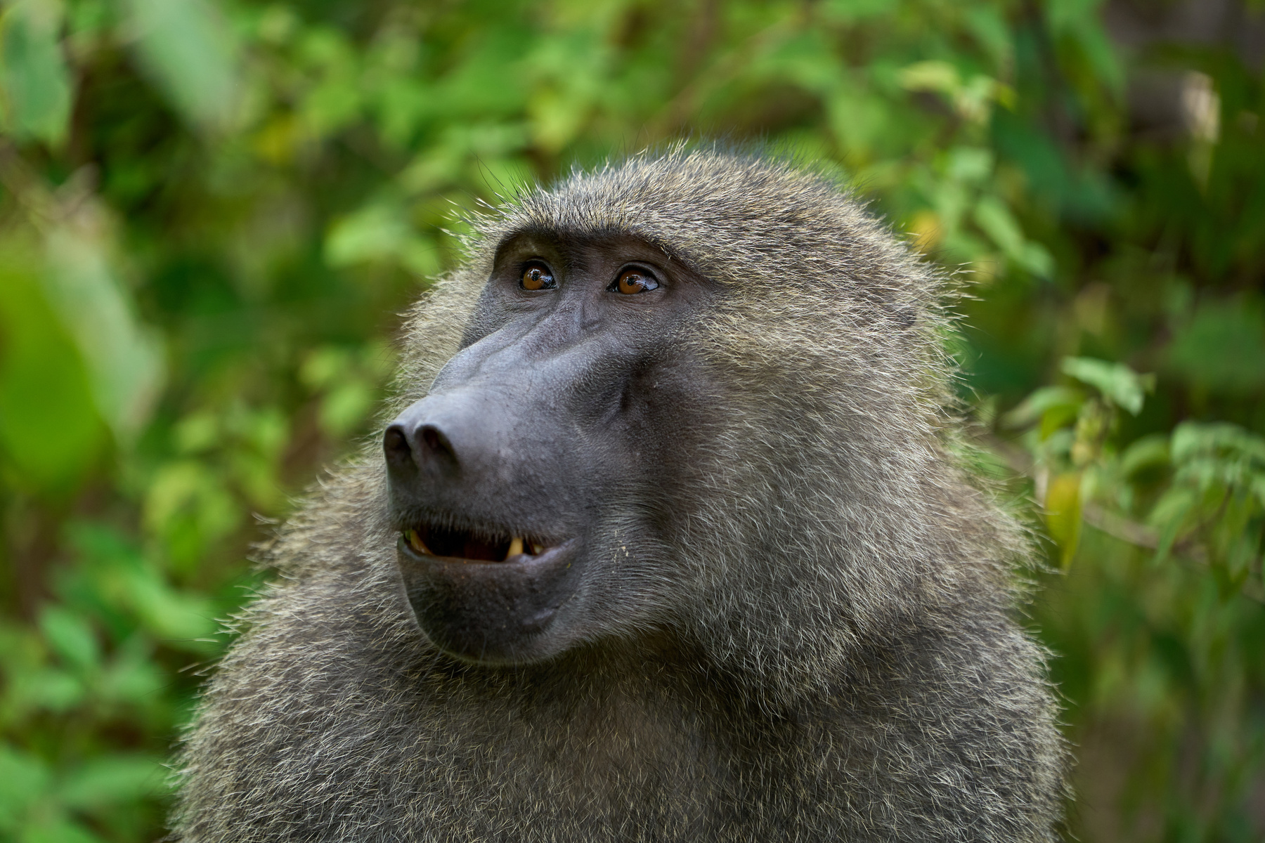 Бабун Танзания Маньяра Африка природа обезьяны бабуин