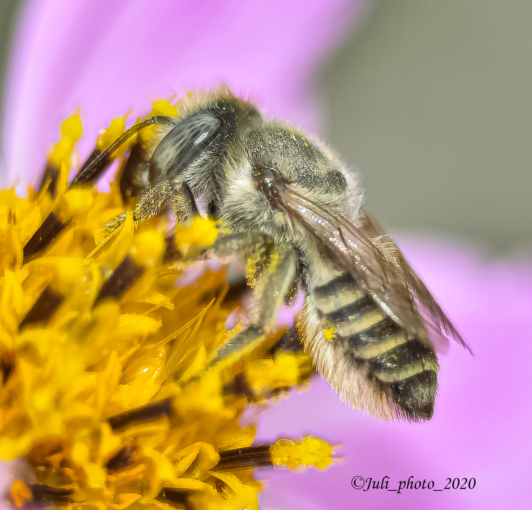 Сероглазая пчёлка))) космея пчела осень природа насекомые