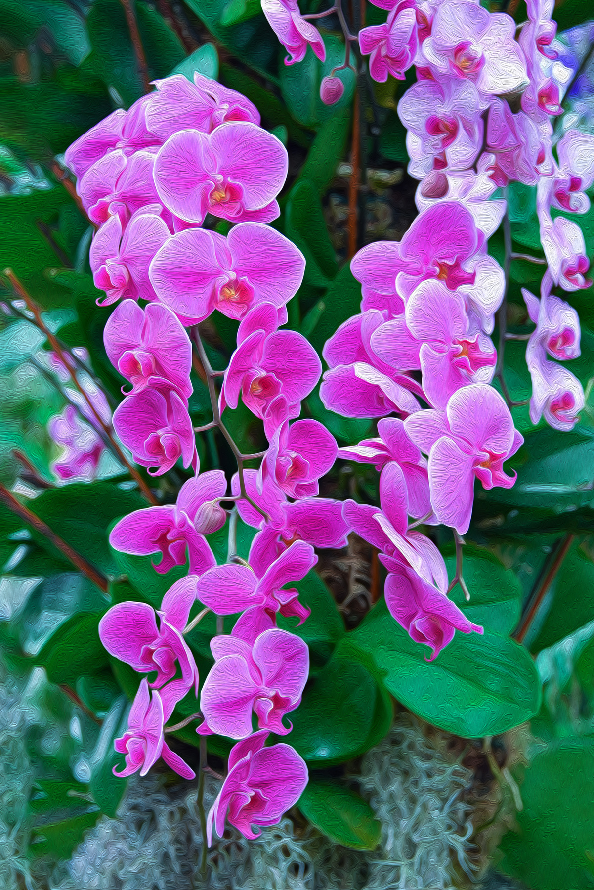 Орхидеи Орхидеи