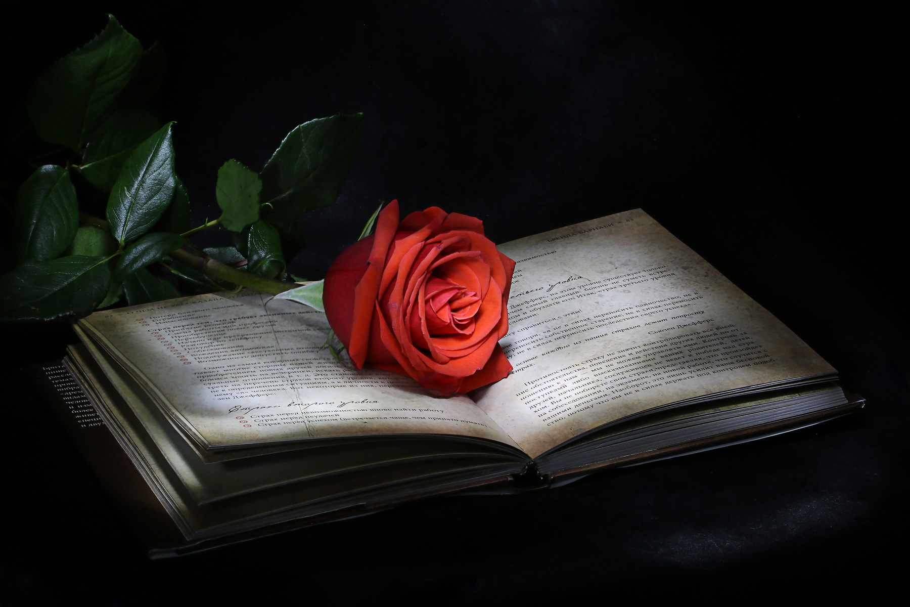 Романтичный вечер роза книга романтика вечер мистика