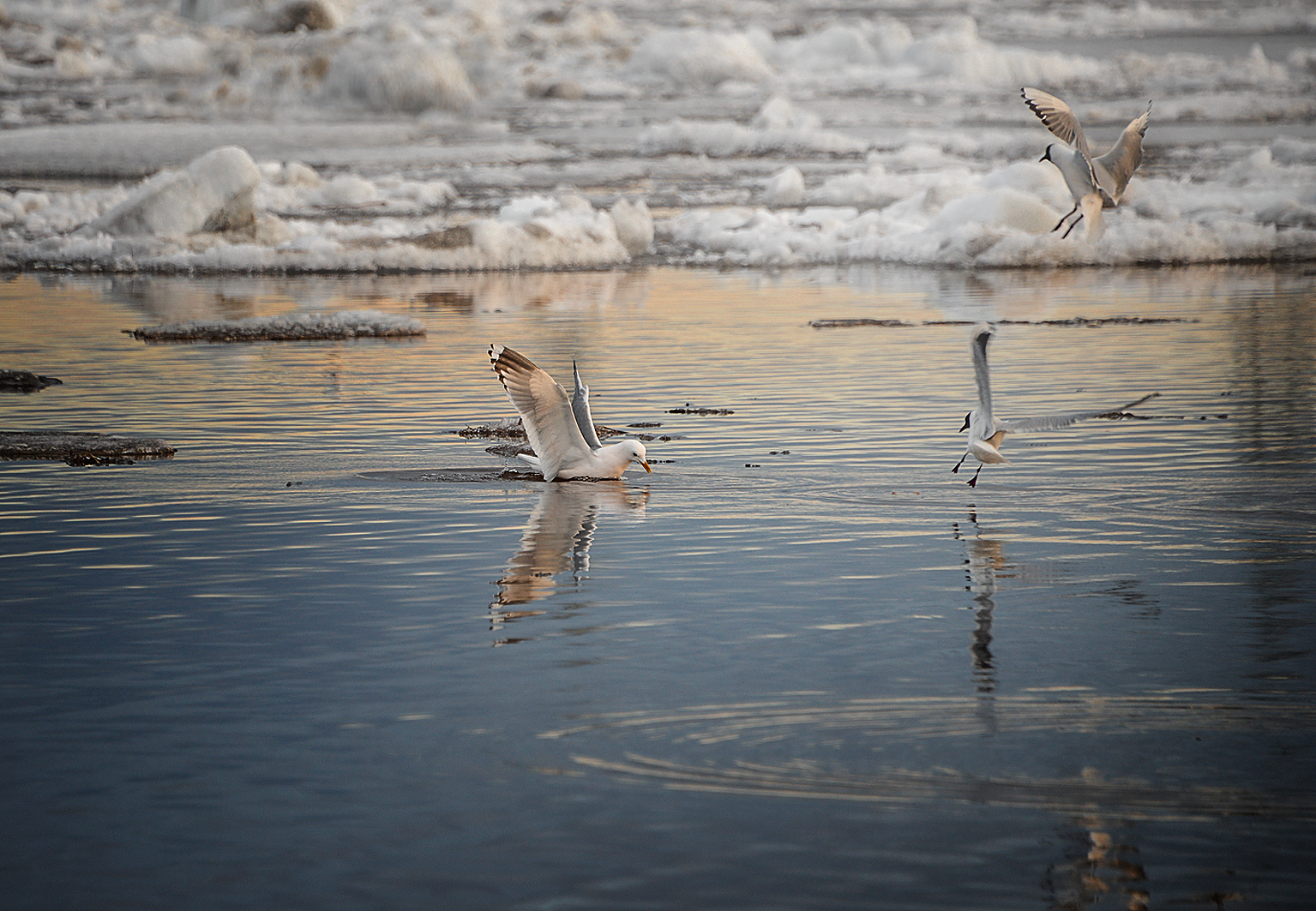 Вешние воды чайки река лед вода весна