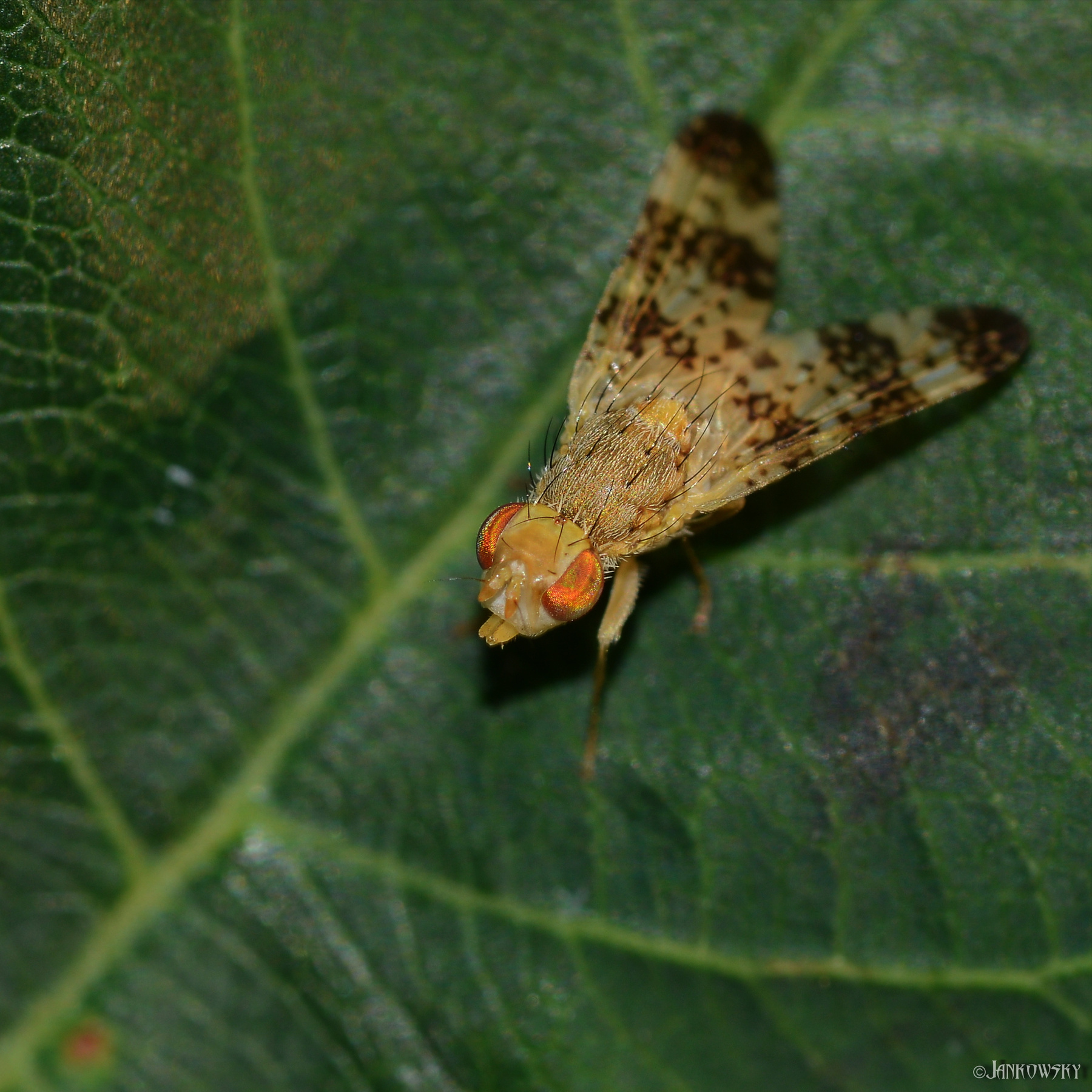 Муха-пестрокрылка муха мелкая пестрокрылка оранжевые глаза сад омск дача