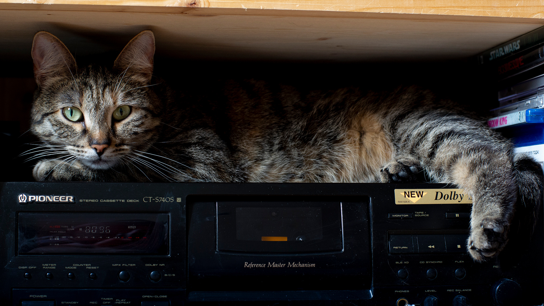 Кошка старого меломана кошка кот усы нос кассетник