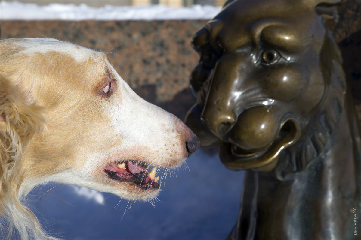 Формула любви "О как же я люблю Вас Прекрасное созданье!" животные собака борзая грифон Петербург