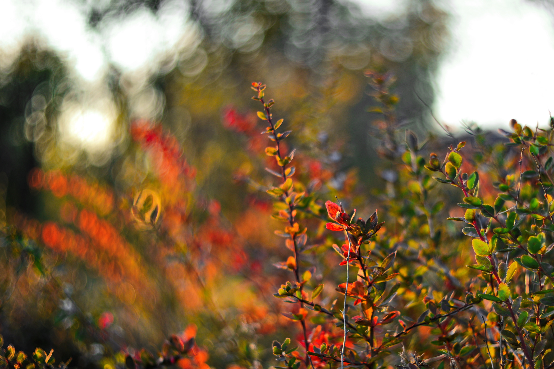 Осенние  краски Советского парка омск парк осенние краски листья пожелтевшие боке
