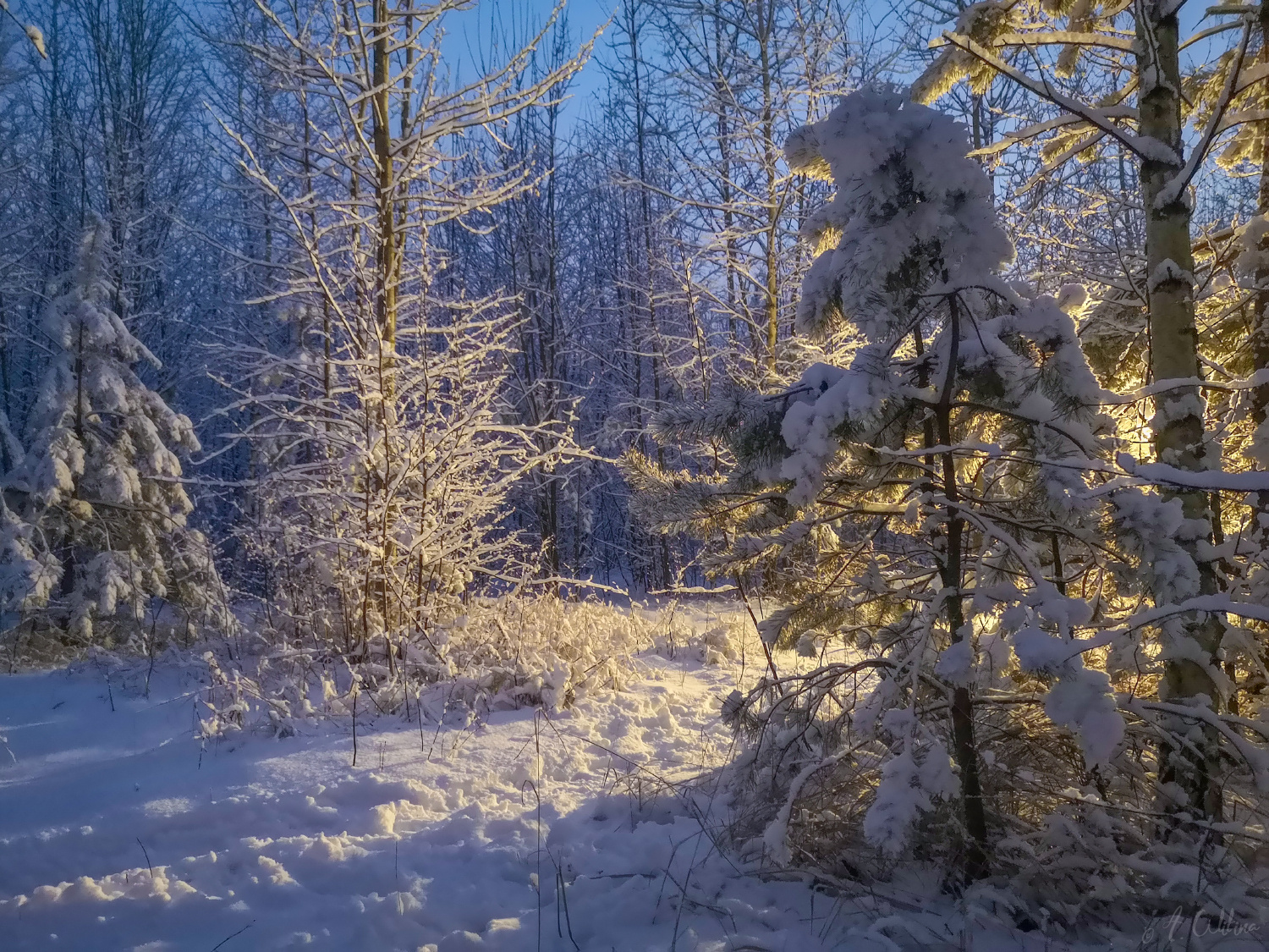 Зимнее настроение лес березы сосны снег зима вечер сумерки следы
