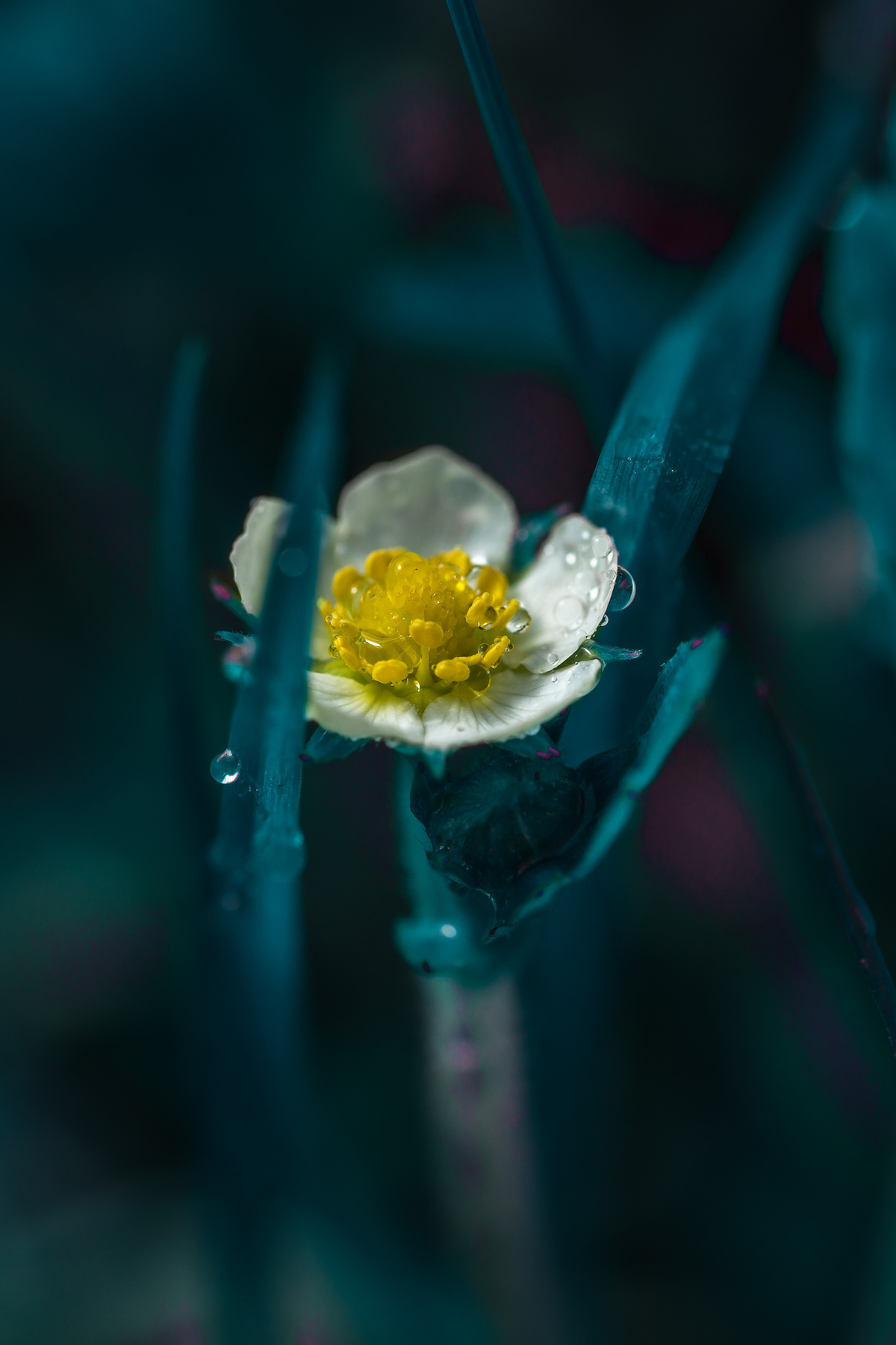 "Звонкое настроение". цветок в траве белый густой с желтой сердцевиной