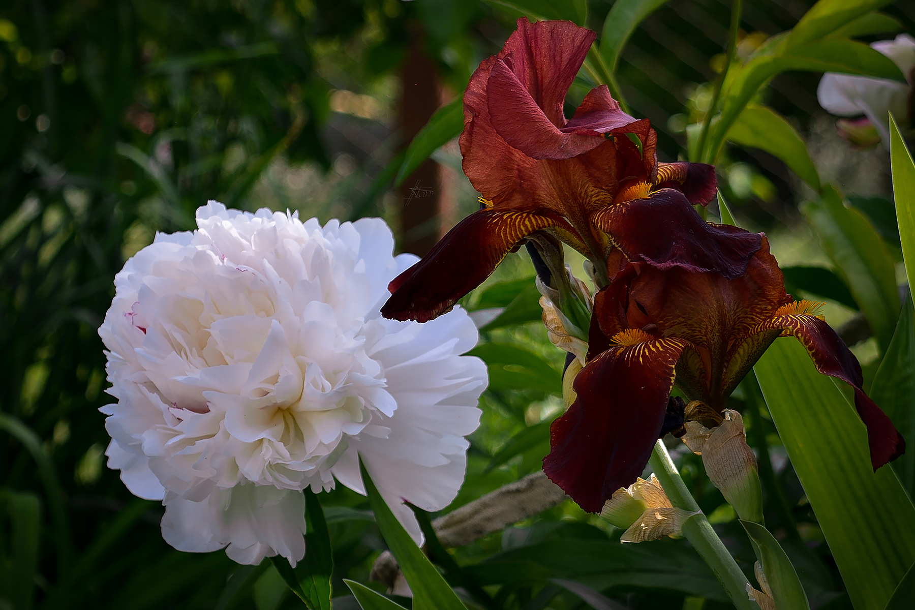 Белый и бордовый природа весна май цветение ирисы касатики коричневый бордовый пион белый пара 20190520