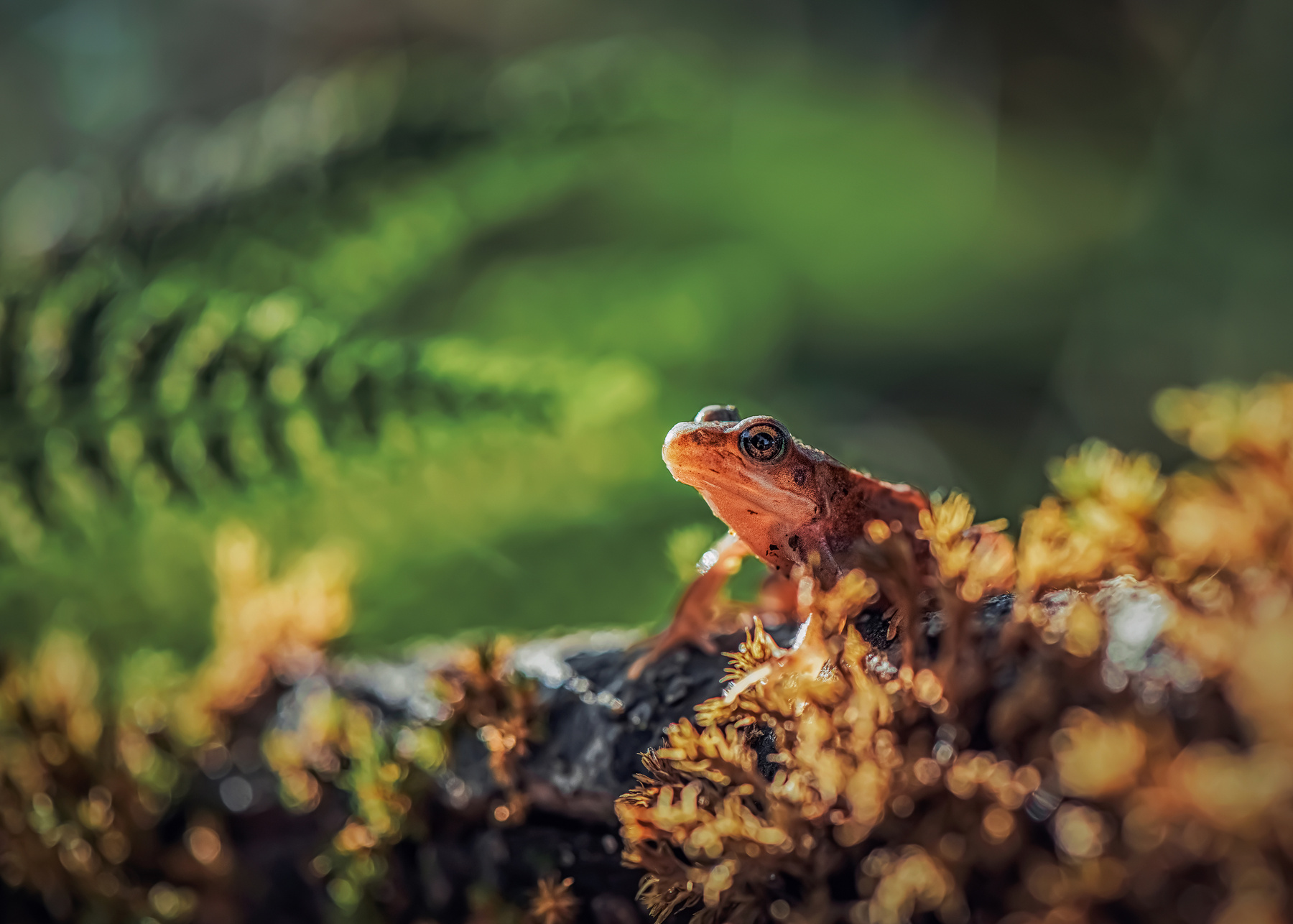 Наблюдатель лягушка макро лес природа