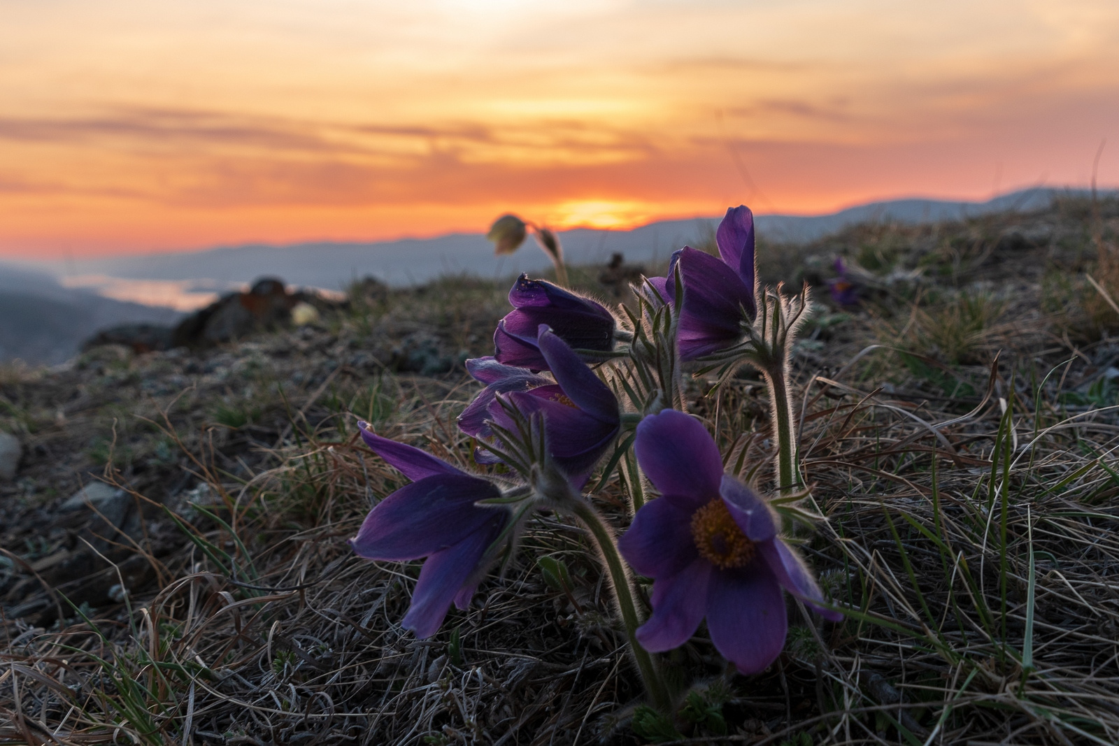 Закат на Торгашинском хребте вечер цветы сон трава прострелы