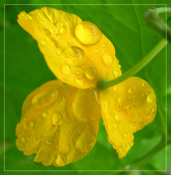 Жизнерадостные слёзы лета лето дождь цветок капли желтое зеленое