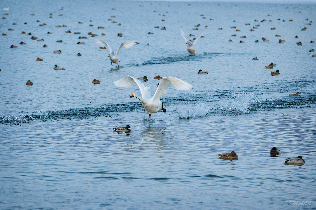 Бегущие по воде Алтай декабрь лебеди полёт озеро Светлое Лебединое вода птицы зима