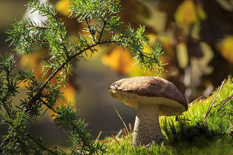 ***Жила-была бабка... природа октябрь лес крупный план гриб подберезовик мох солнечный день