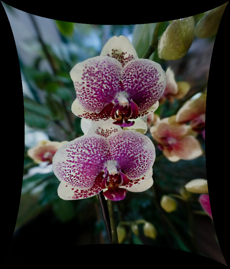 *** орхидеи