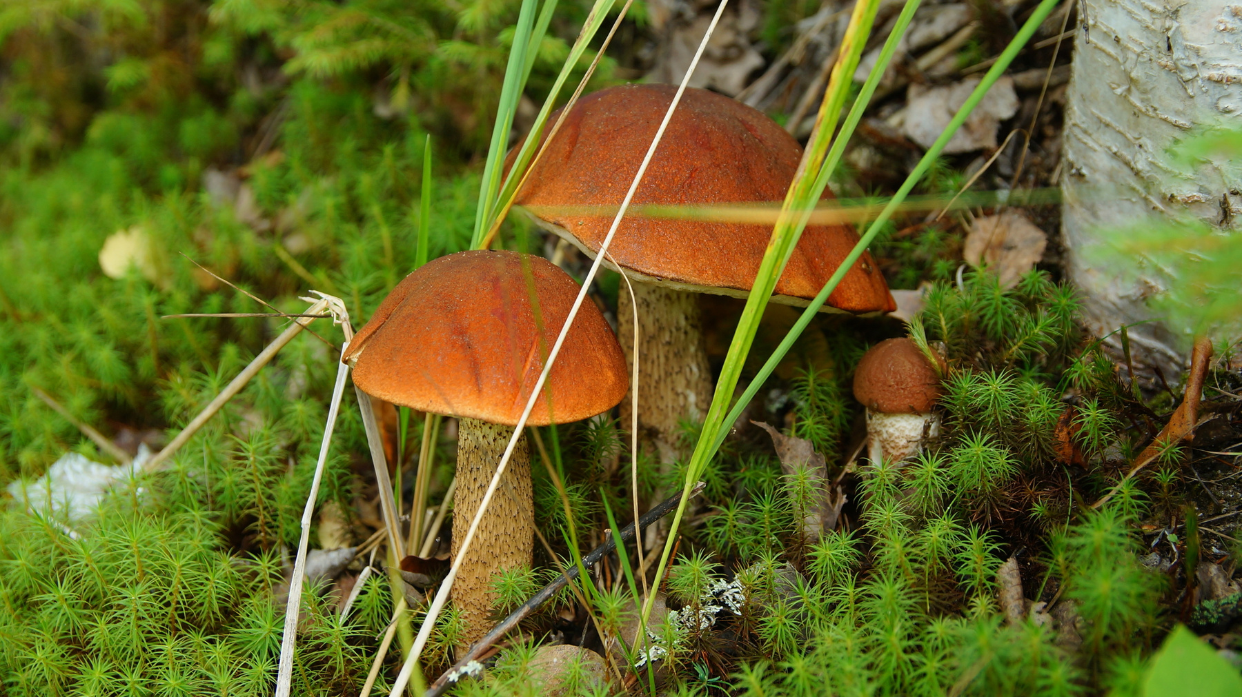 Славная семейка Осень грибы подосиновики