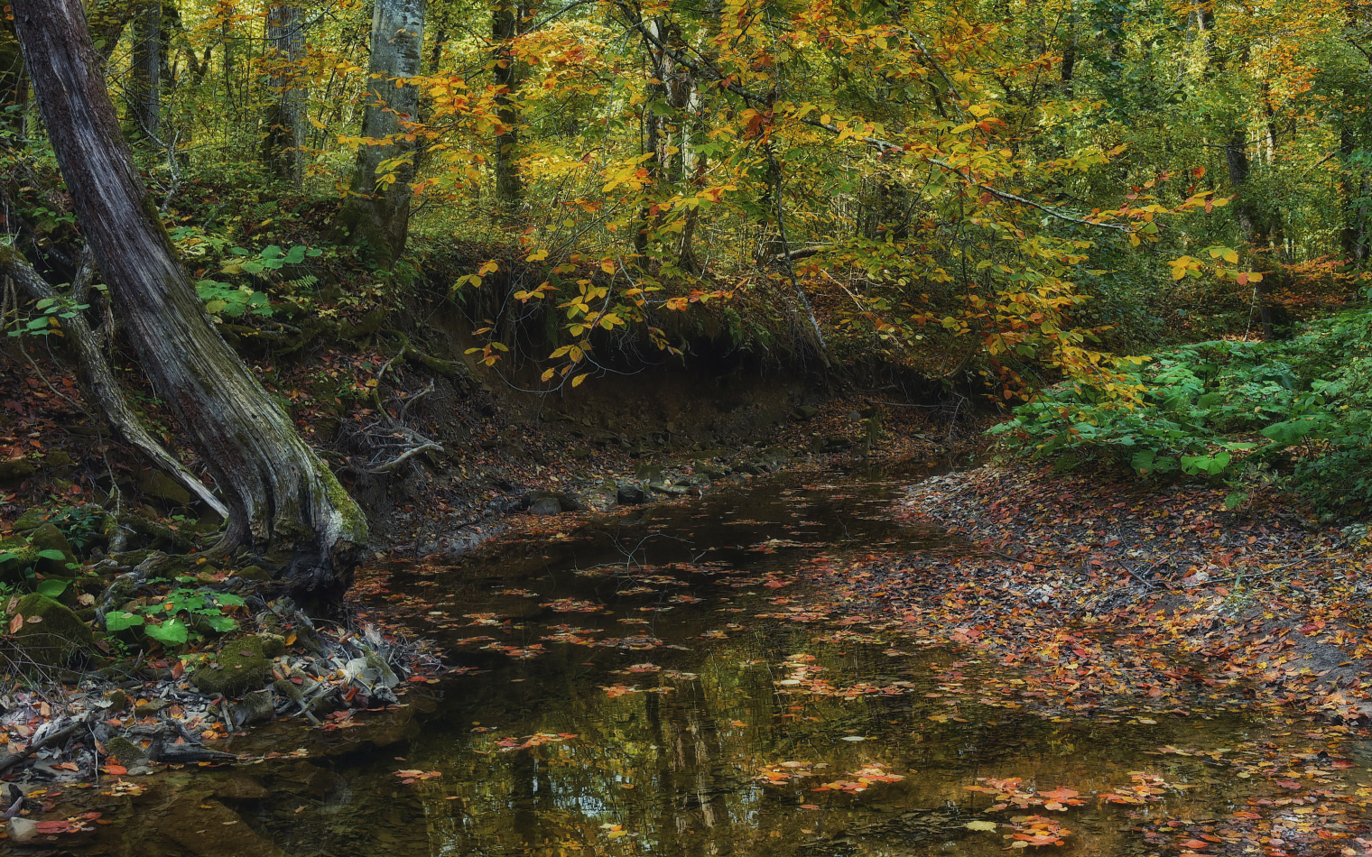 Осень на лесной речке 