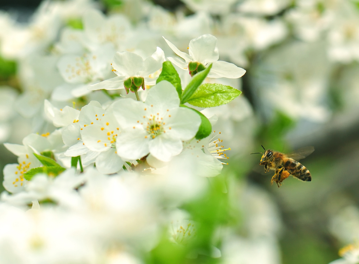 Весна макро пчела