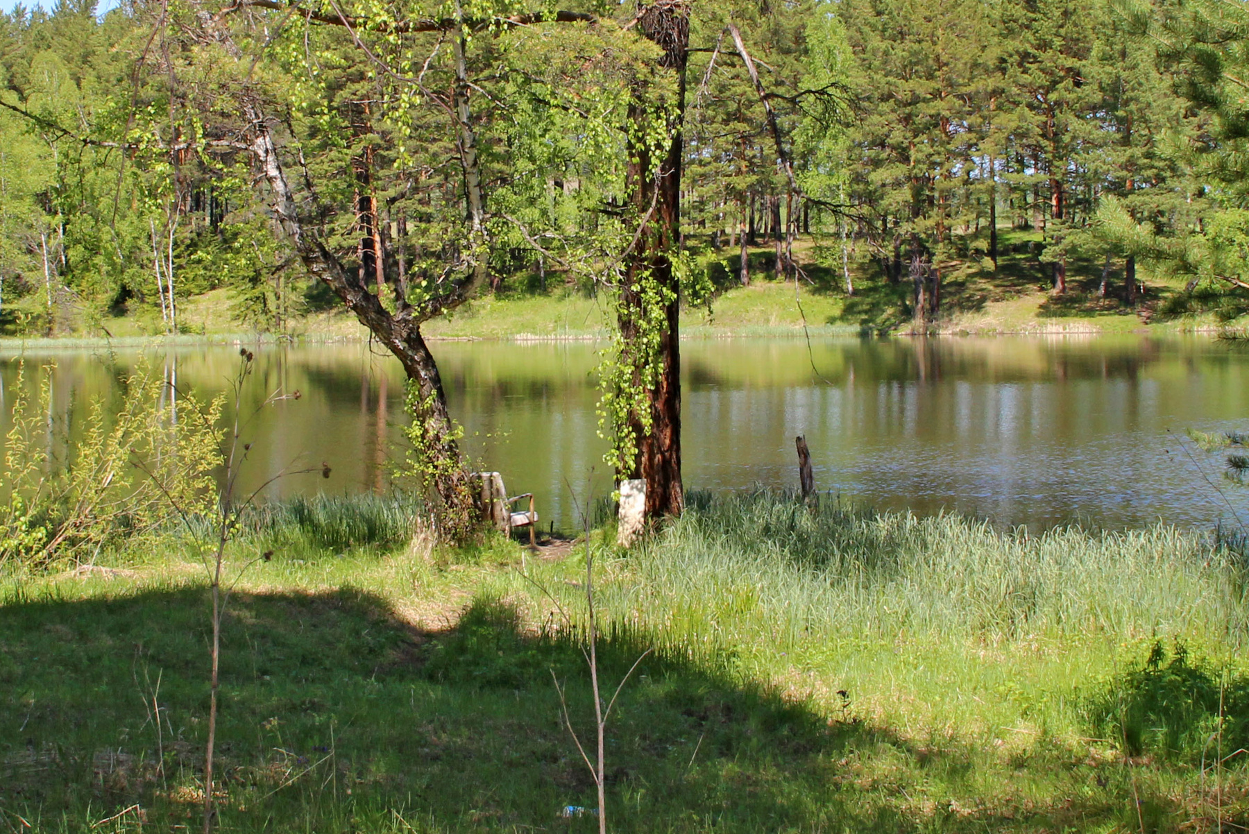 Место для отдыха Россия Сибирь лето вода берег озеро природа лес