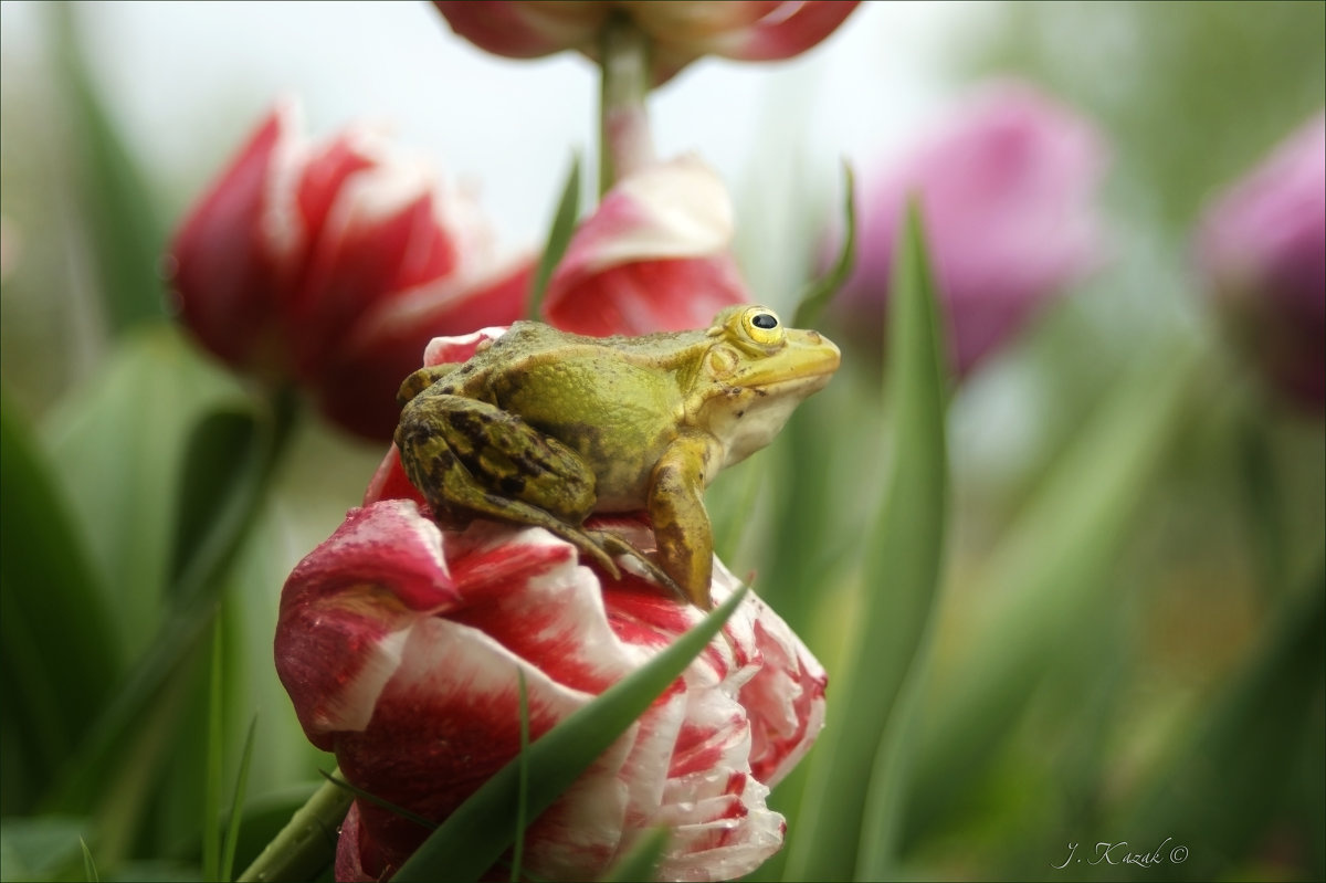 Лягушка и тюльпаны. природа животные фауна флора