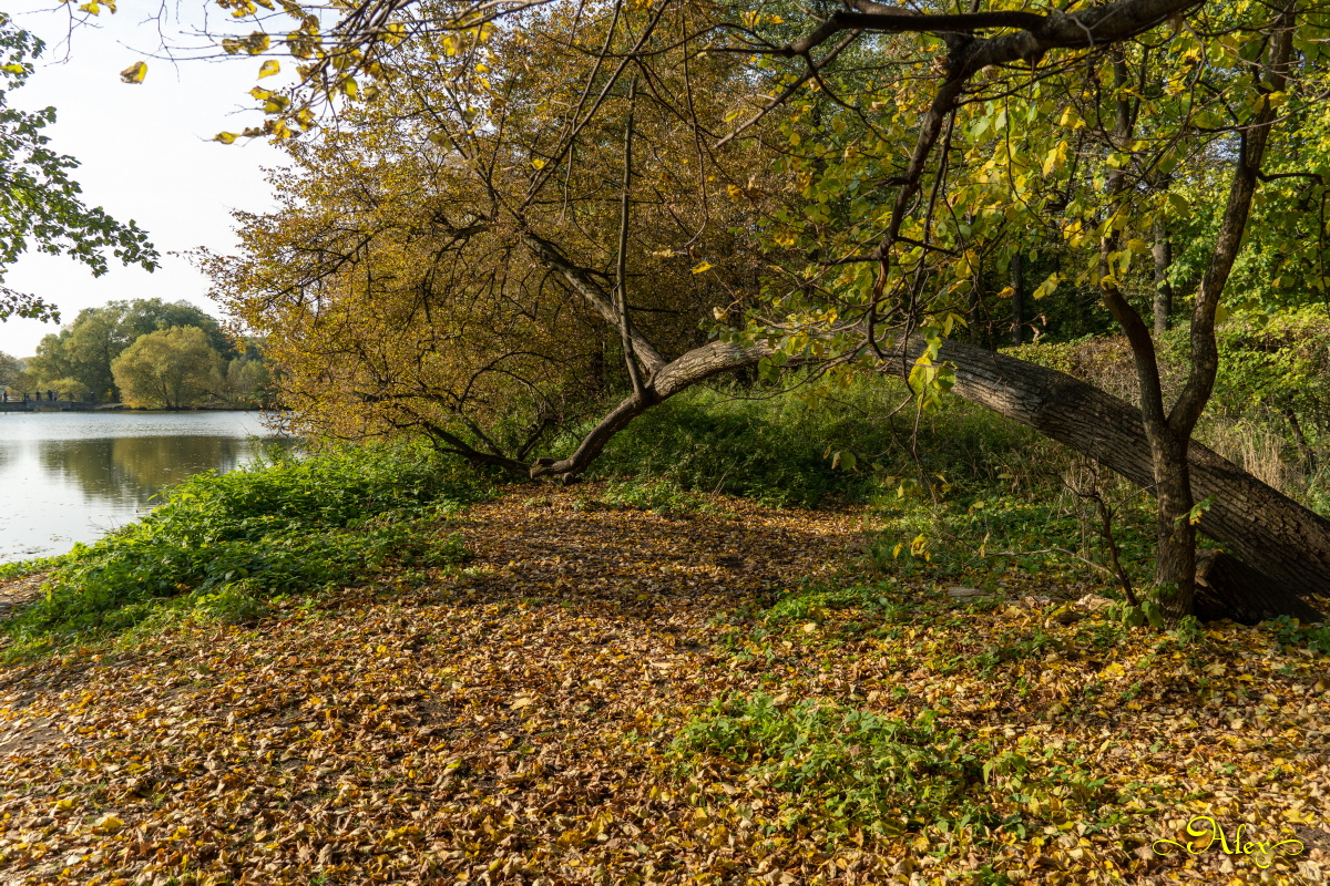 Жизнь нагнула природа парк пруд осень октябрь