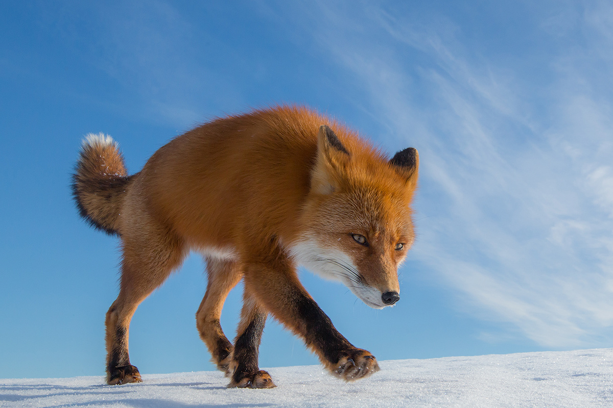 Идущий по следу камчатка лиса природа путешествие фототур животные зима