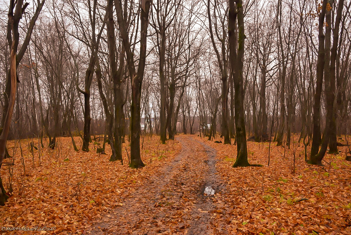 В начале ноября пейзаж природа осень лес